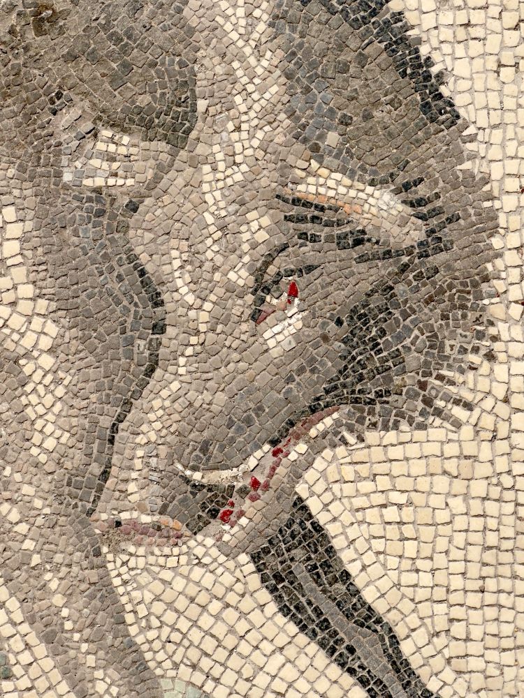 Detail of the mosaic: the boar’s head looking down with its mouth open just enough to see the red tongue.