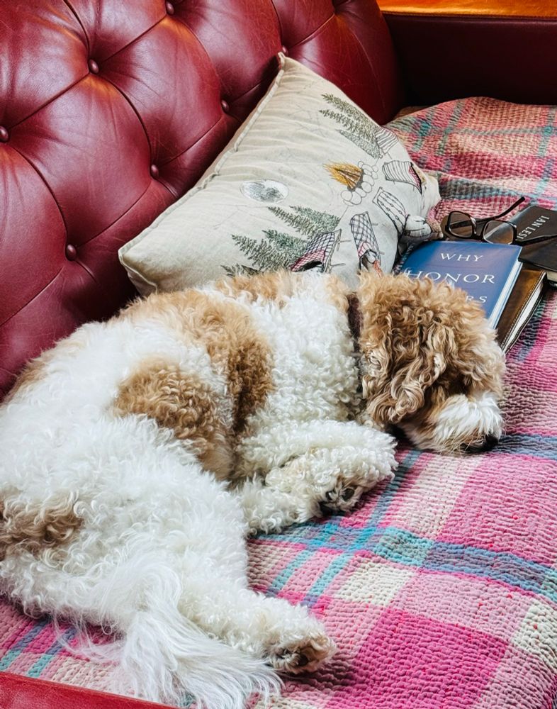 George Bailey the Dog settling in on the couch in Portland.
