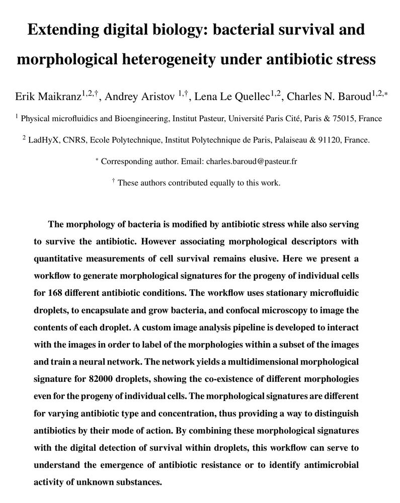 Extending digital biology: bacterial survival and morphological heterogeneity under antibiotic stress