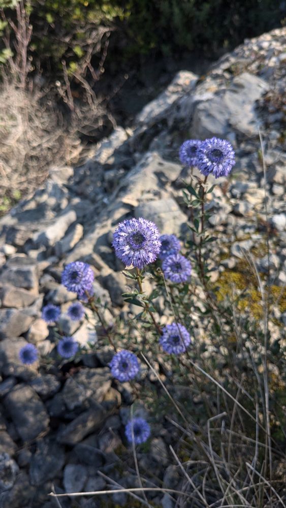 Globularia vulgaris