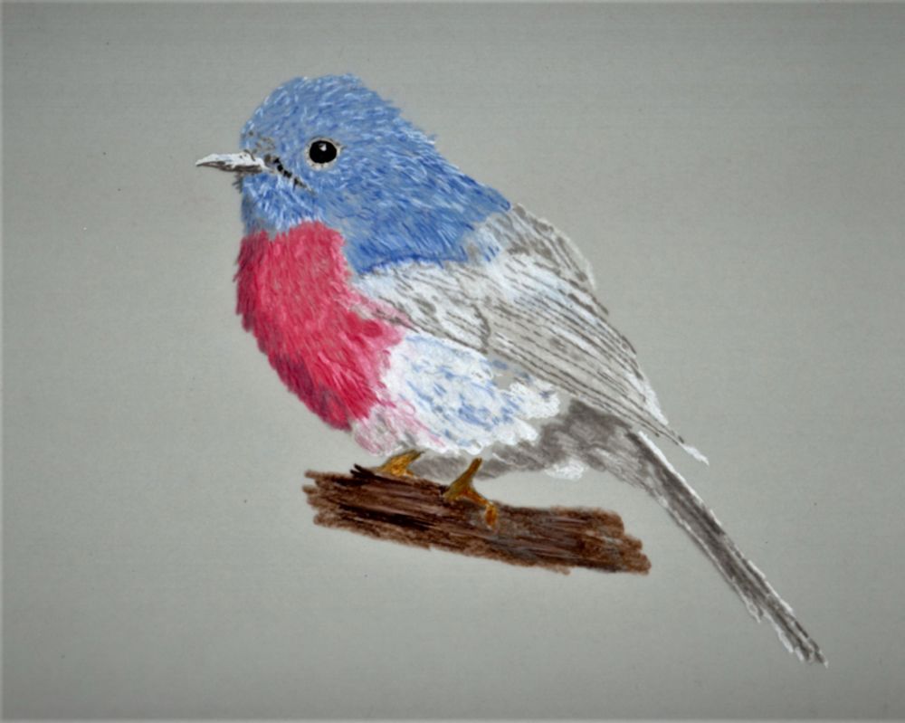 A drawing of a Rose Robin sitting on a branch. A small round bird with blue head feathers and a red breast.