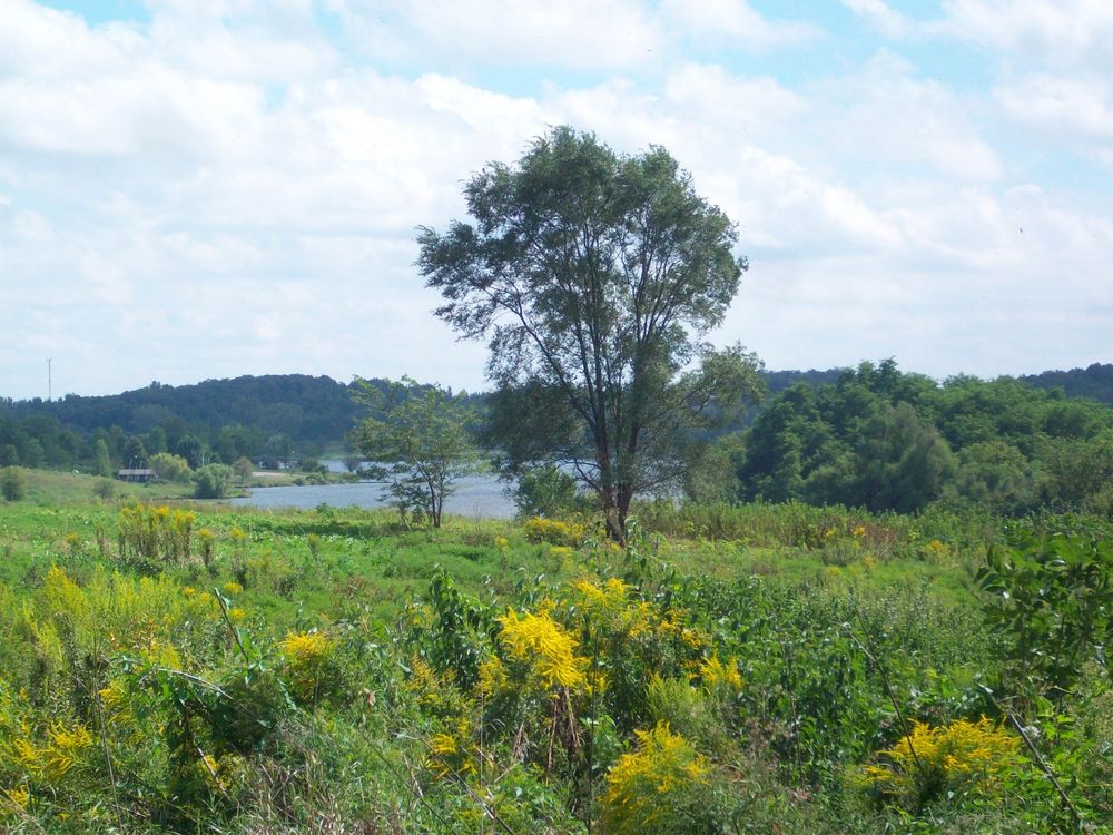 A lone tree stands in a rolling meadow with a glimpse of a small lake in the background and yellow wildflowers in the foreground.