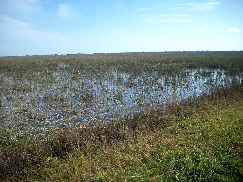 Wetlands in the Everglades with water grasses and a blue sky on the horizon.