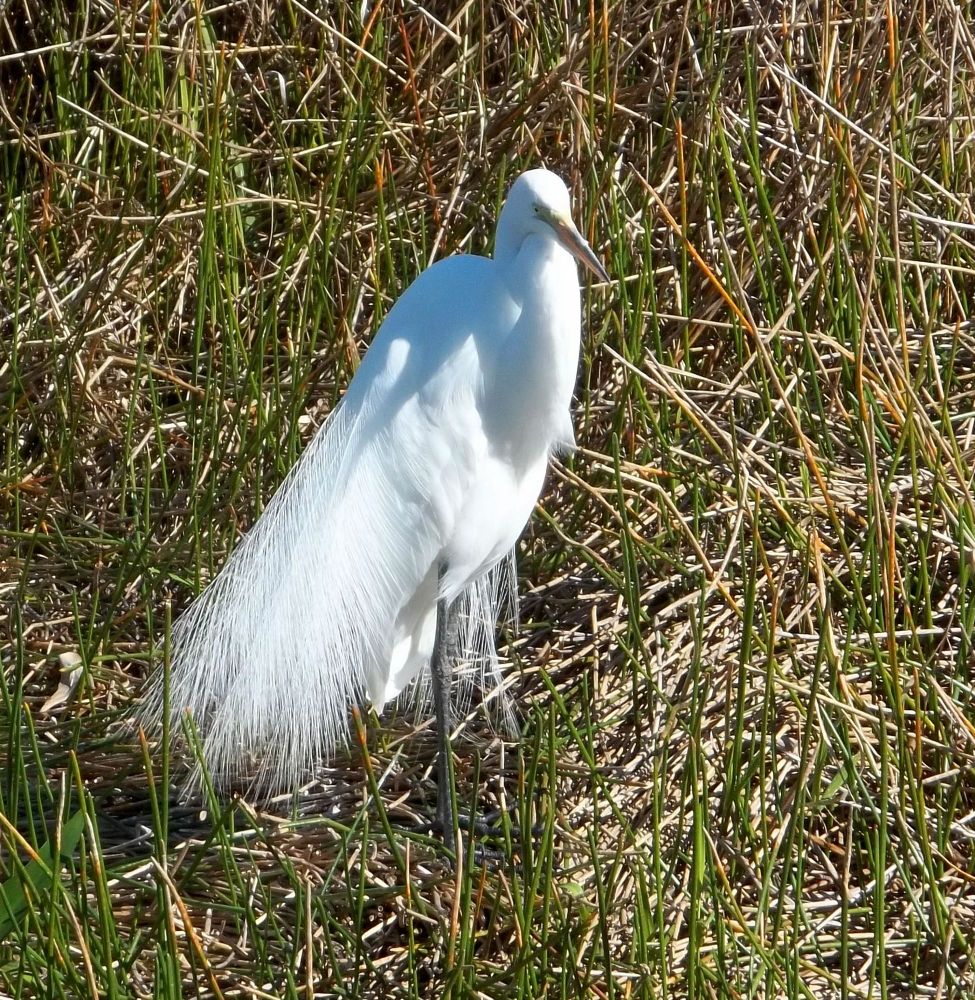 A photo of a Snowy Egret standing in tall grasses. Feathers are splayed open.