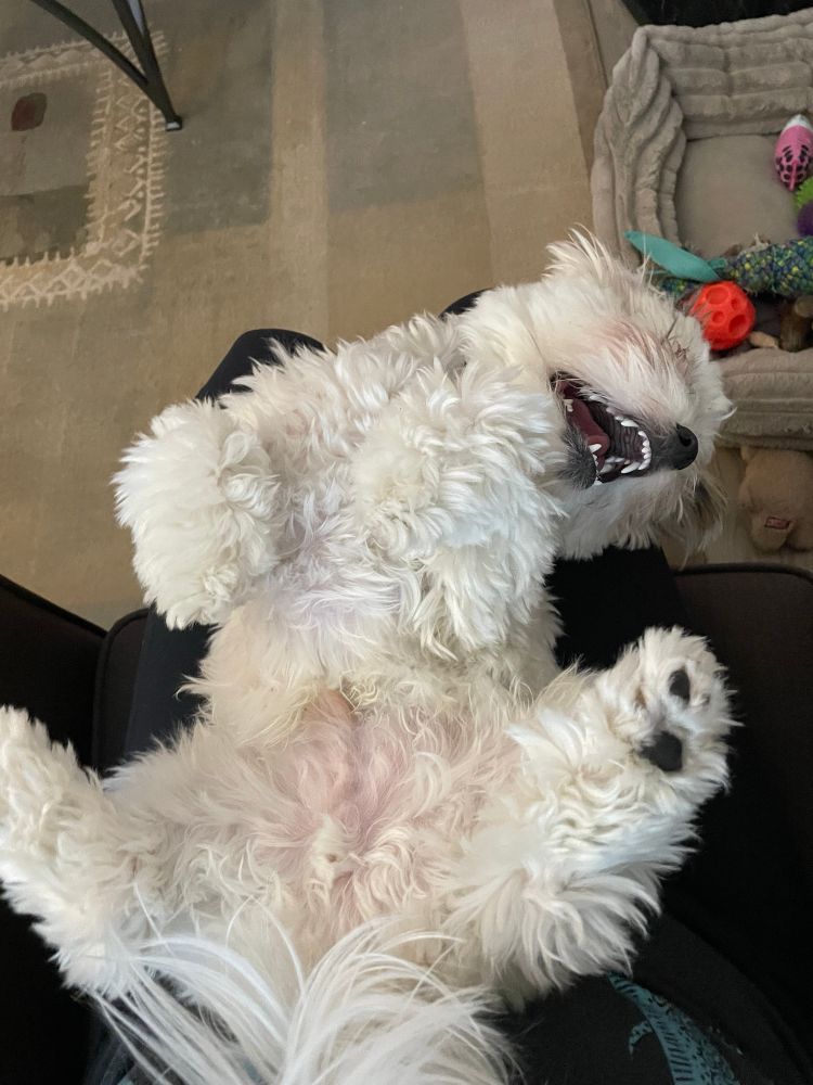 Ricky(dog) on his back on my legs. Not a care in the goddamn world.