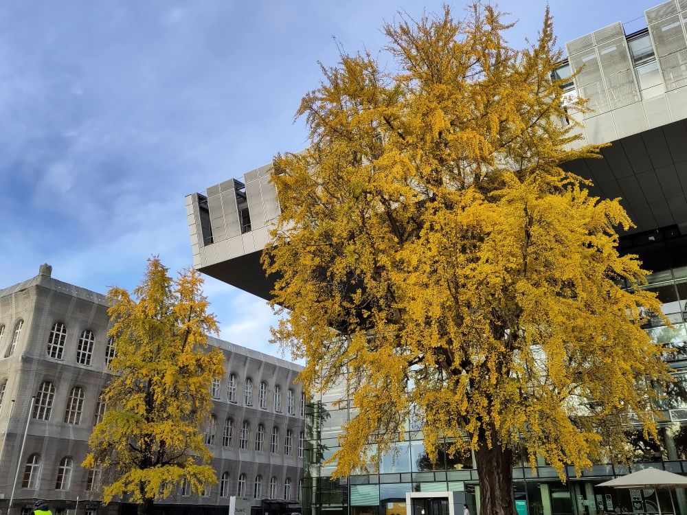 ginko trees with yellow foliage in front of two RWTH buildings