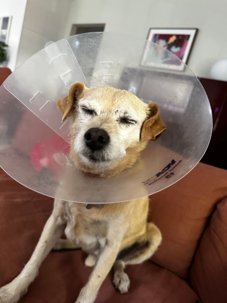 Ted had a boo boo and needs a cone