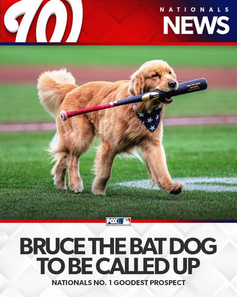 NATIONALS NEWS
FOX.
BRUCE THE BAT DOG TO BE CALLED UP
NATIONALS NO. 1 GOODEST PROSPECT