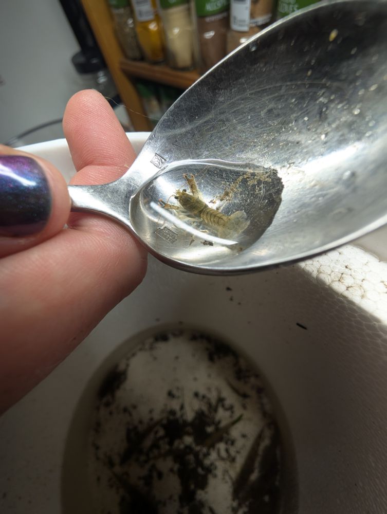 A super tiny crayfish sits in a bubble of water in a spoon. You can see a little bit of the hand holding the spoon, and it all the better illustrates just how small the guy is: Smaller than a thumbnail