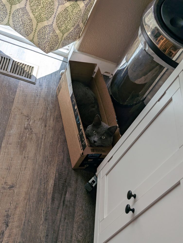 Gray cat in long thin cardboard box