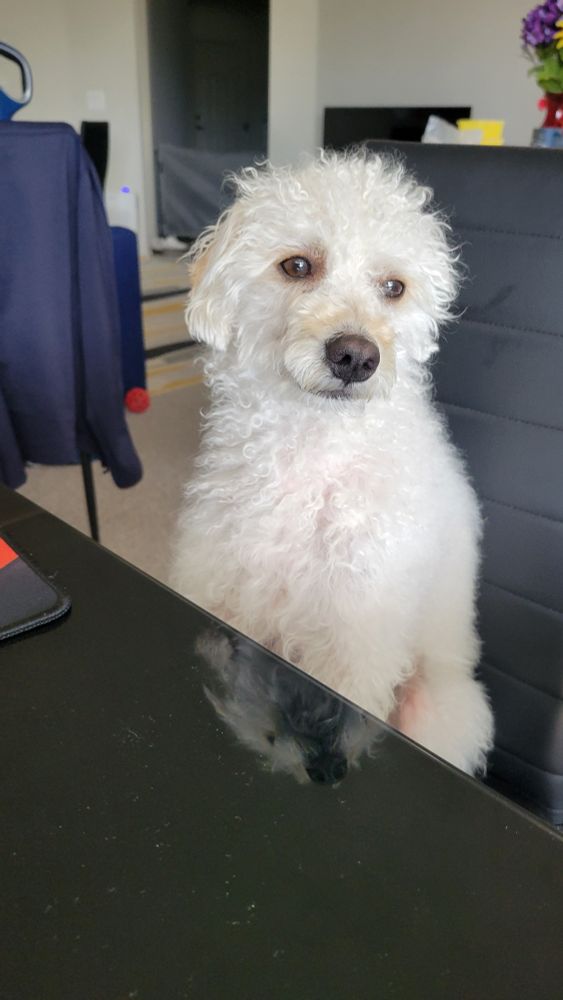 Cutest white scraggly dog ever