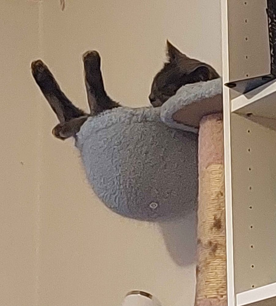 Picture of a grey cat, sleeping, in a fluffy hammock, with both his legs and a single paw sticking straight up in the air.