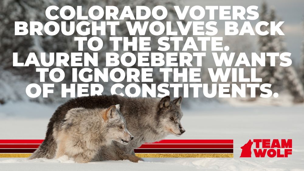Colorado Voters brought Wolves back to the State. Now Lauren Boebert wants to ignore the will of her constituents. 2 Gray Wolves in a snowy, mountainous area. 