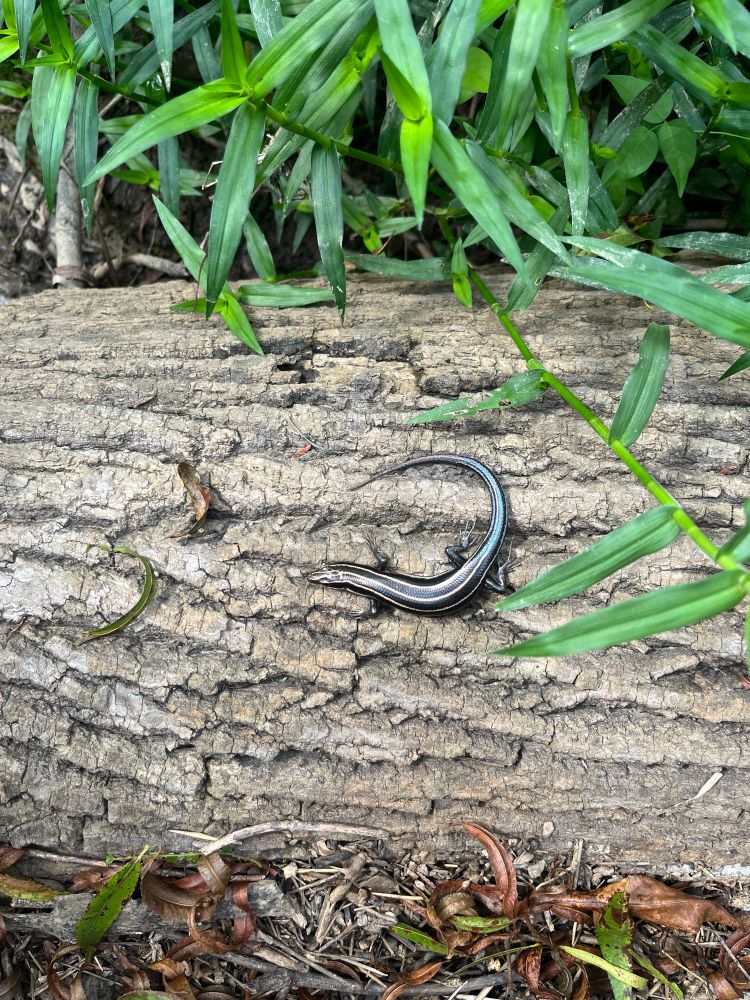 black salamander with yellow to blue stripes on a log