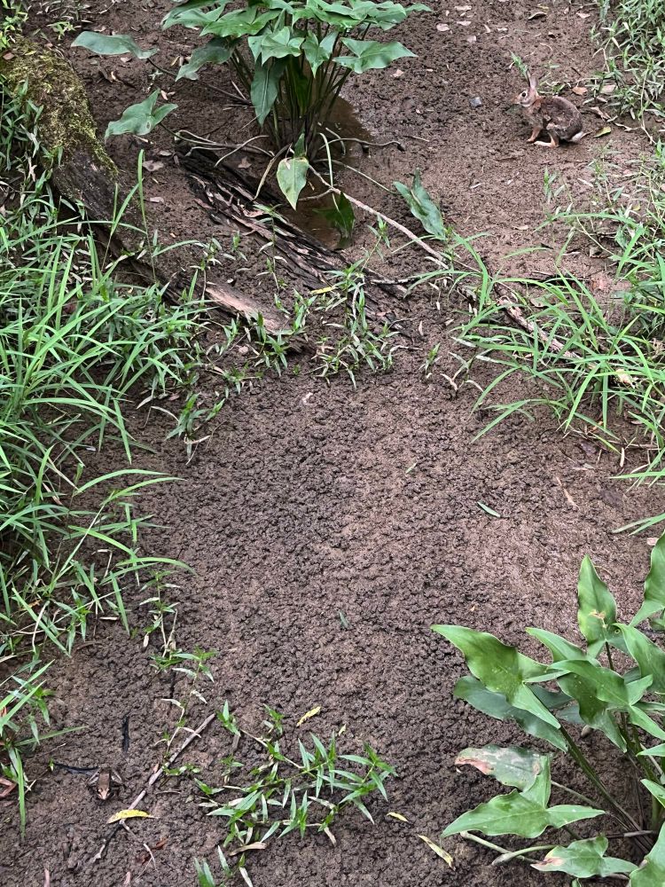 green frog (name, not color) and bunny in a swampy area