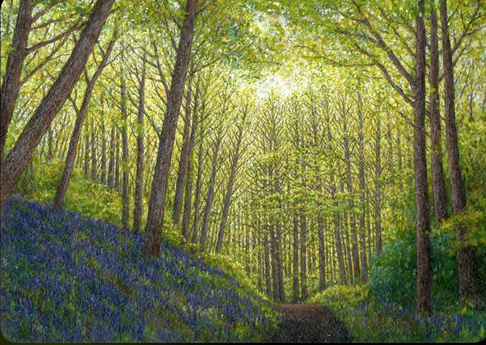 Canopy of Vertical trees in Bluebell Woods