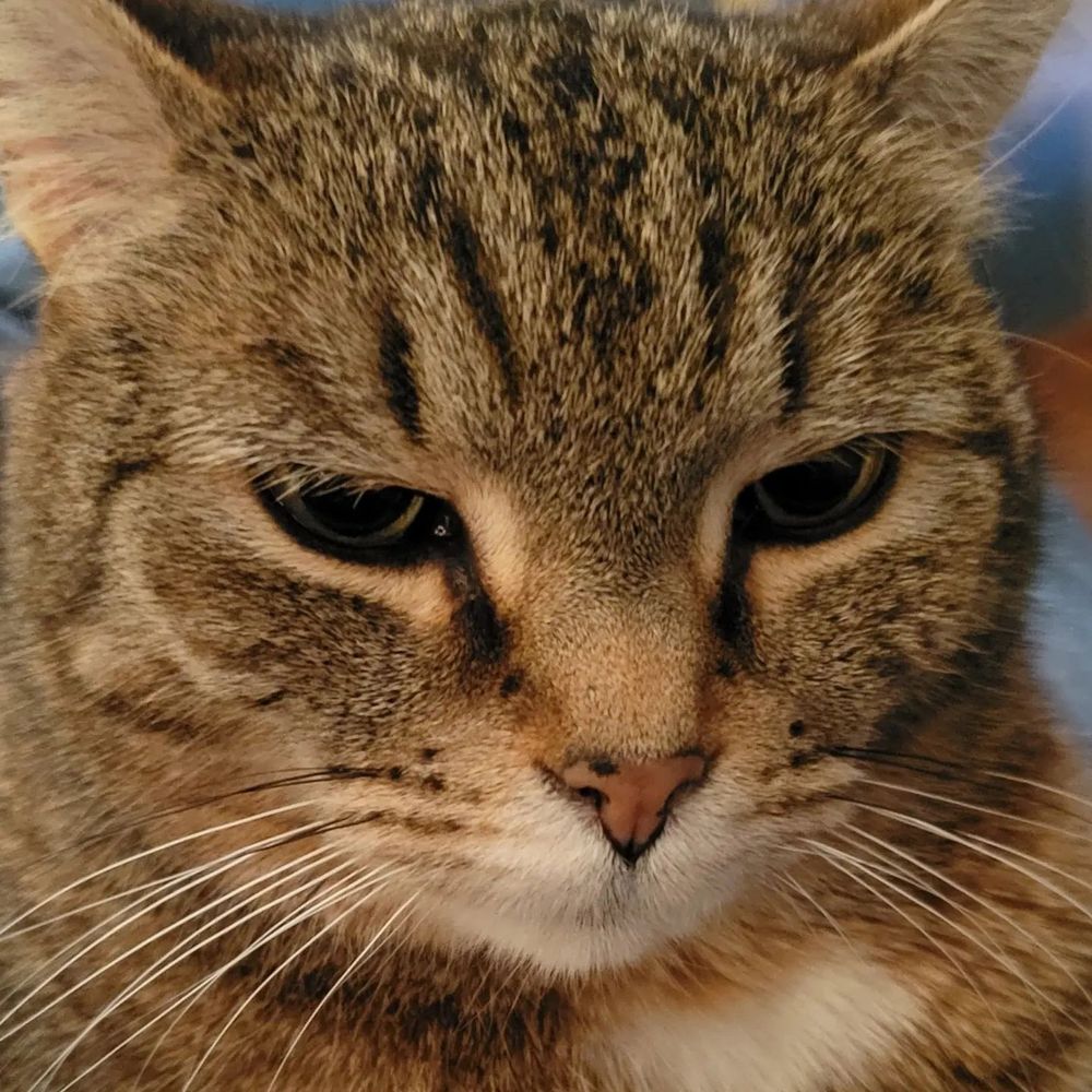 Penelope Pitstop is having none of it. (She's the sweetest cat EVER, just FYI)