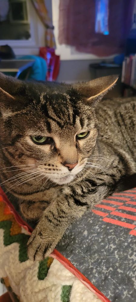 Penny, Too (because we already have a Penelope) is gorgeous and knows it.