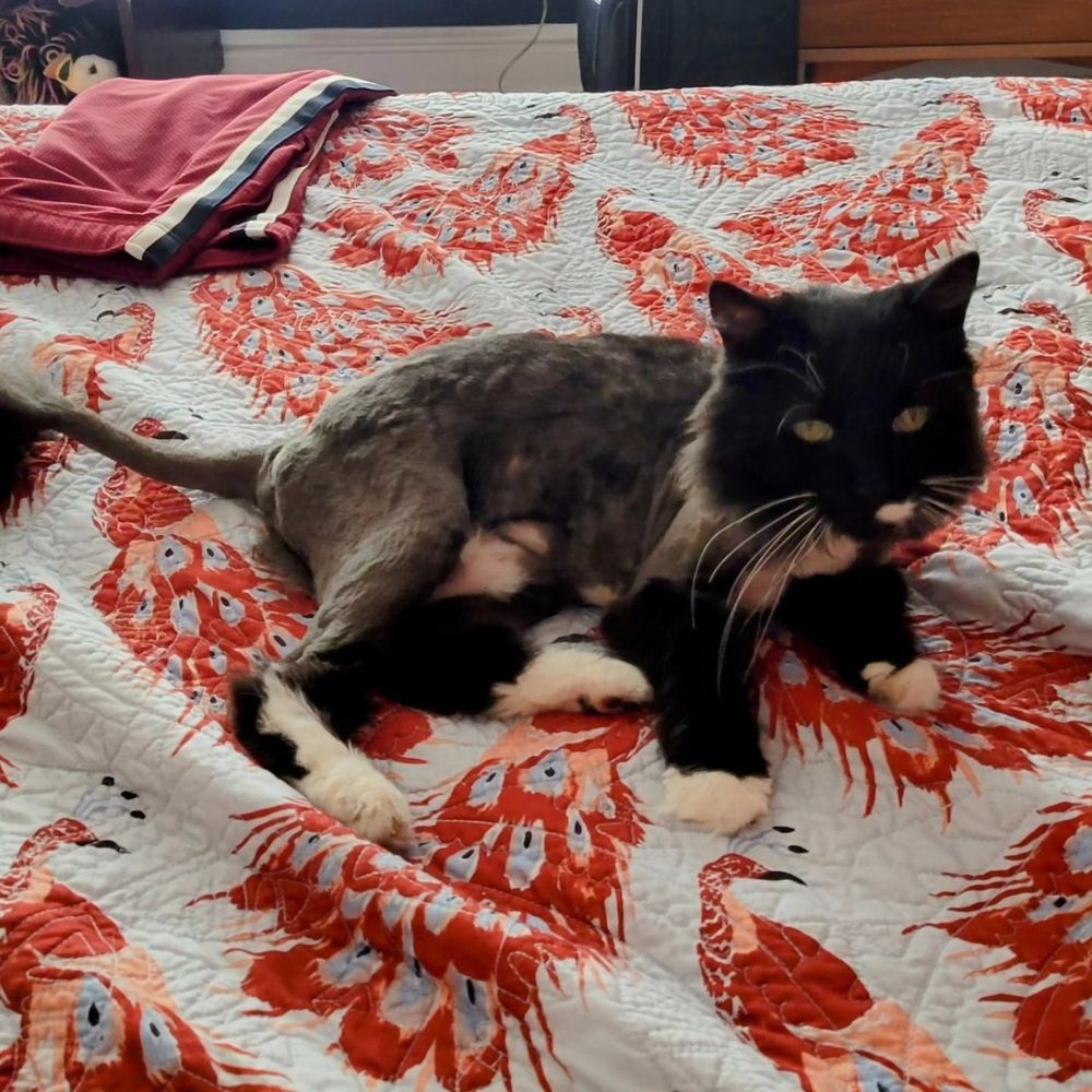 Bella, freshly shaven for the summer.