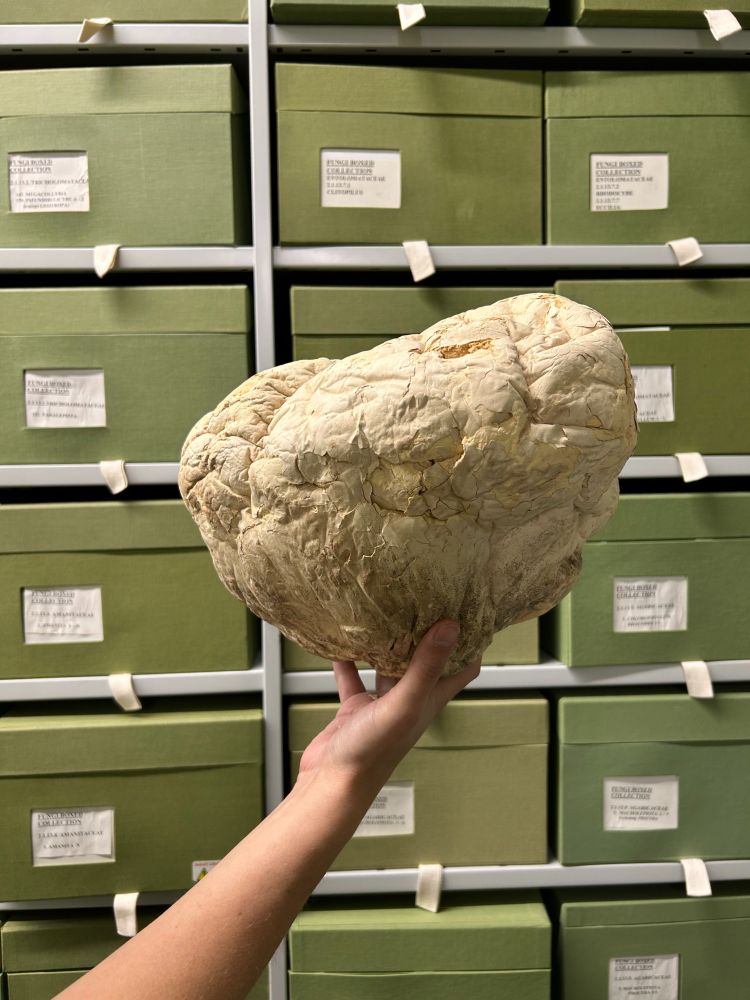 Our largest Giant Puffball specimen in the collection held by Curator Mycologist Rosie.