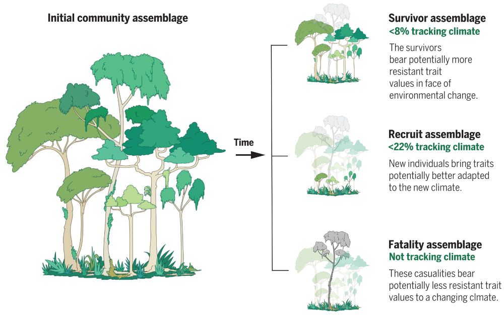  Conceptual figure depicting the analyzed mechanisms for change in community trait composition across the study area.
Tree individuals that are alive and have a DBH ≥10 cm are part of the full community assemblage. Across time, there can be changes in the community trait composition due to growth of the surviving tree individuals (survivor assemblage) given their increase in basal area (top right). Other mechanisms for changing community trait composition across time are the recruitment (recruit assemblage) of new individuals (middle right) and the death (fatality assemblage) of individuals in the community (bottom right).
