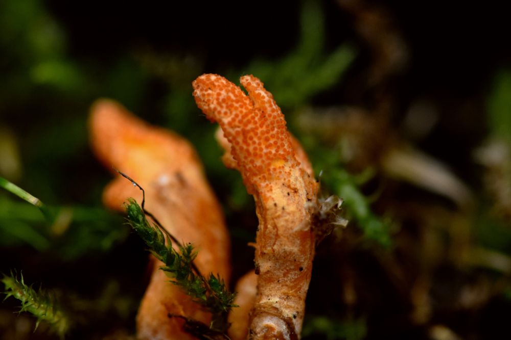Closeup of Cordyceps militaris fruiting body