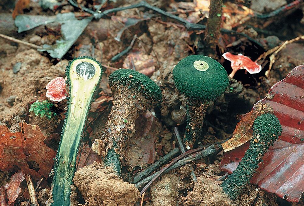 Chlorogaster dipterocarpi  - Thomas Læssøe 