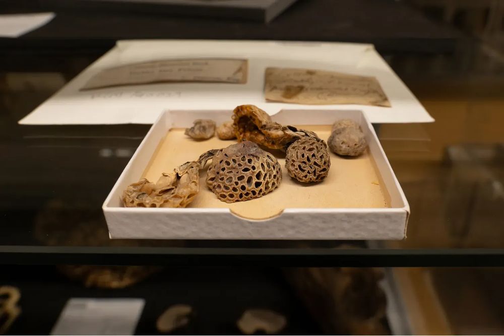A tray containing dried fungal specimens with sponge-like textures, stored in Kew’s Fungarium collection.