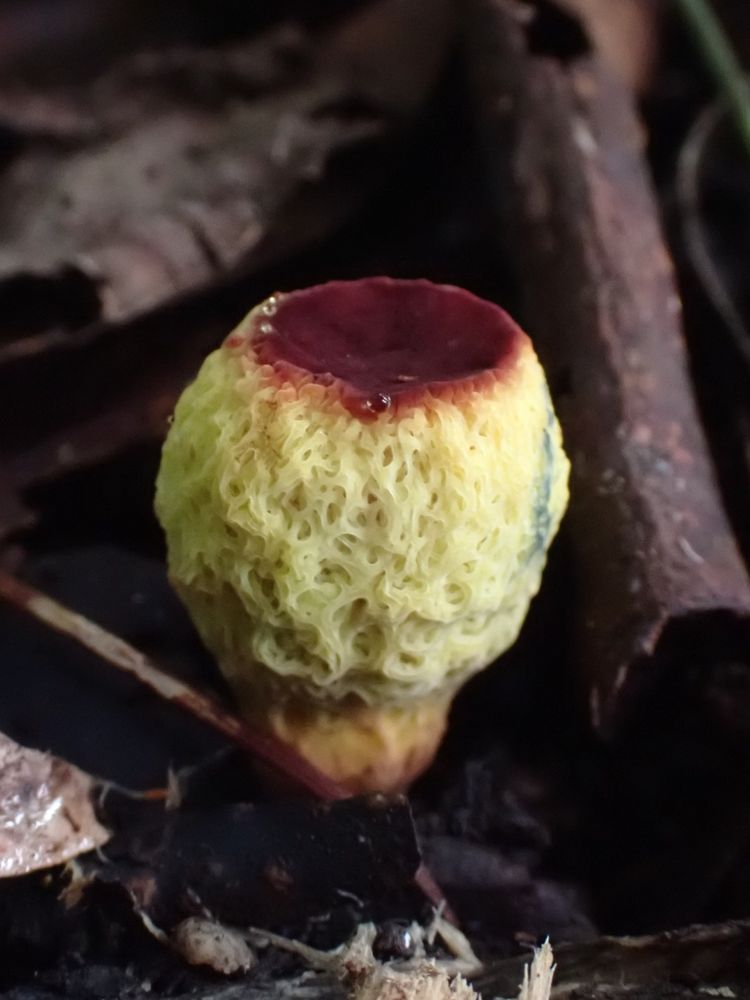 Gymnogaster boletoides   - Michelle Colpus 