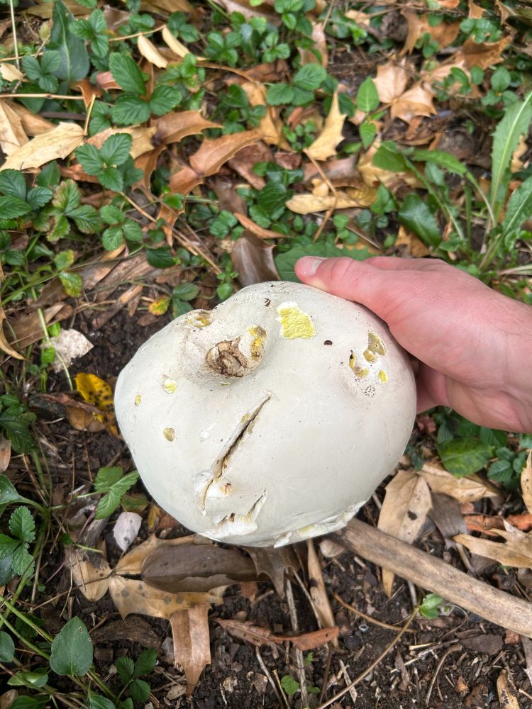 Fungarium Curator Finn holding a giant puff ball found in the gardens this week.