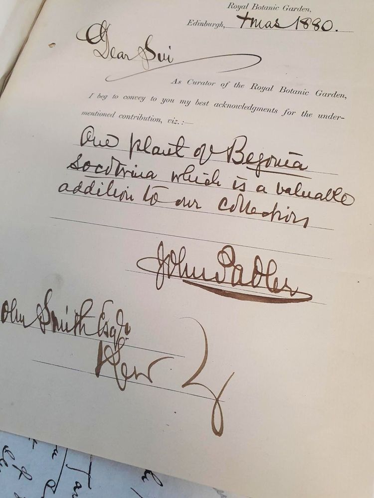  A printed template which has been completed by hand in ink. The template text reads: 'Royal Botanic Gardens, Edinburgh... As Curator of the Royal Botanic Garden, I beg to convey to you my best acknowledgments for the undermentioned contribution, viz.:' It has been filled in by hand to be dated 'Xmas 1880' and specifies that 'One plant of Begonia Socotrina which is a valuable addition to our collections' was received. It is signed by John Padler and is addressed to John Smith at Kew. 
