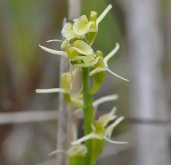 The rare Fen Orchid with small flowers