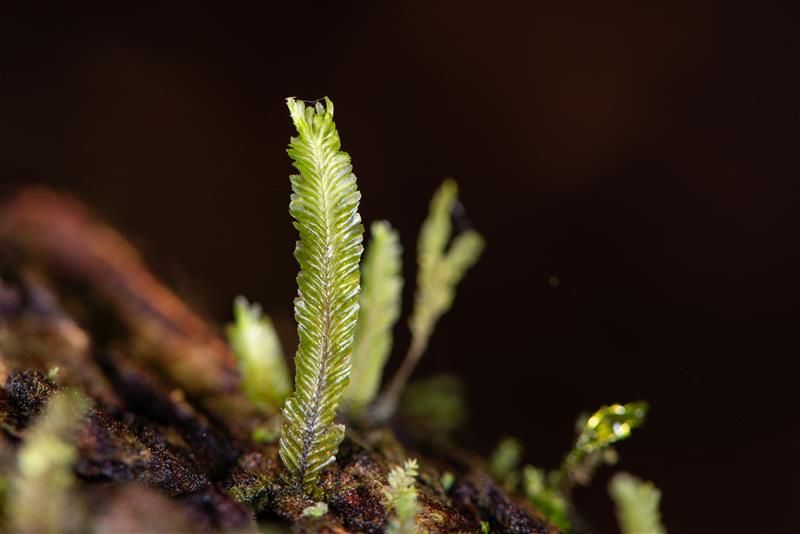 Image (Plagiochila liverwort. © Benny Rice, alt text: The frond like leaf of a liverwort on a black background)
