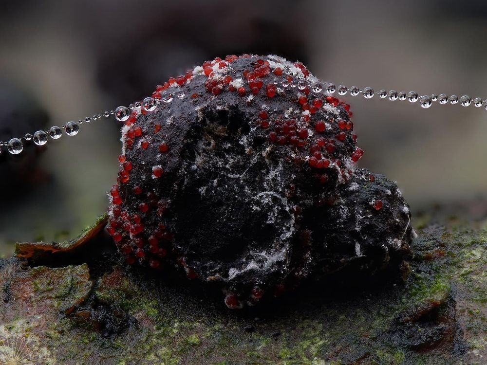 A black fungus ball with red and transparent droplets © Max Mudie, some rights reserved (CC-BY-NC)