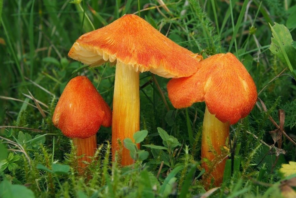 Hygrocybe intermedia - Milan Zajac 