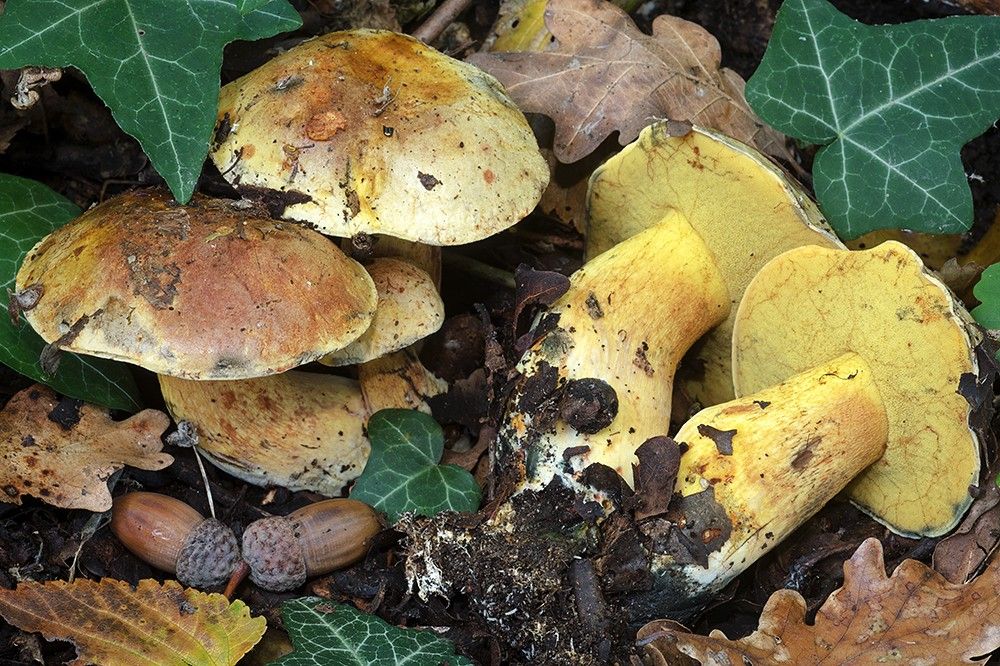 Cupreoboletus poikilochromus - Federico Calledda 