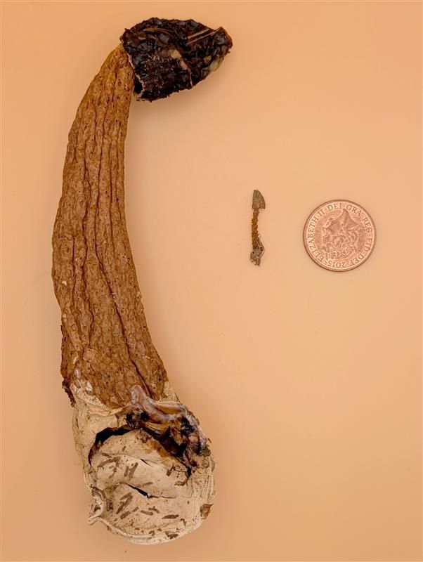 A dried specimen of a stinkhorn fungus with a long, textured brown stem and a blackened cap, shown beside a coin and a tiny preserved fungal piece for scale.
