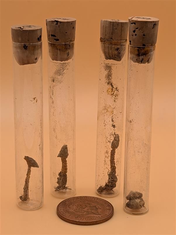 Four glass test tubes with cork stoppers each containing a small, dried fungus specimen; a coin is placed in front for scale.

