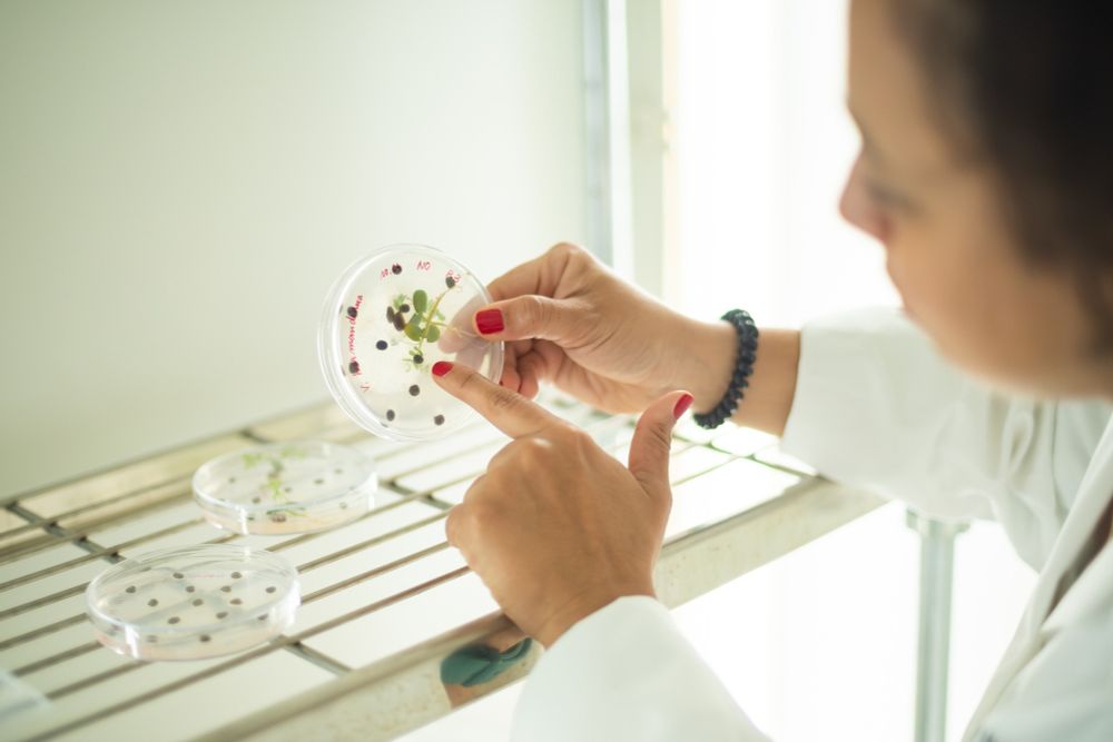 A scientist examines germinated seeds in a petri dish, in Kew's Millennium Seed Bank. Photo by Sebastian Kettley. 
