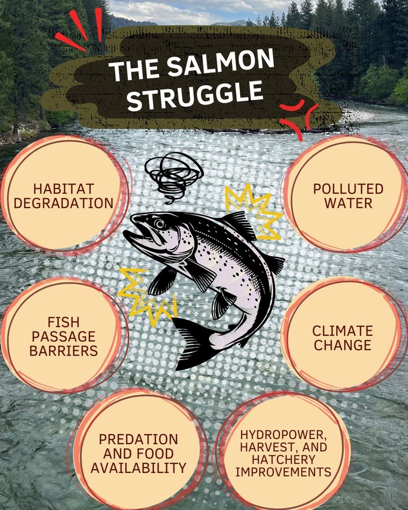 Graphic of a salmon. Text on graphic: The salmon struggle: habitat degradation; fish passage barriers; predation and food availability; hydropower, harvest, and hatchery improvements; climate change; polluted water