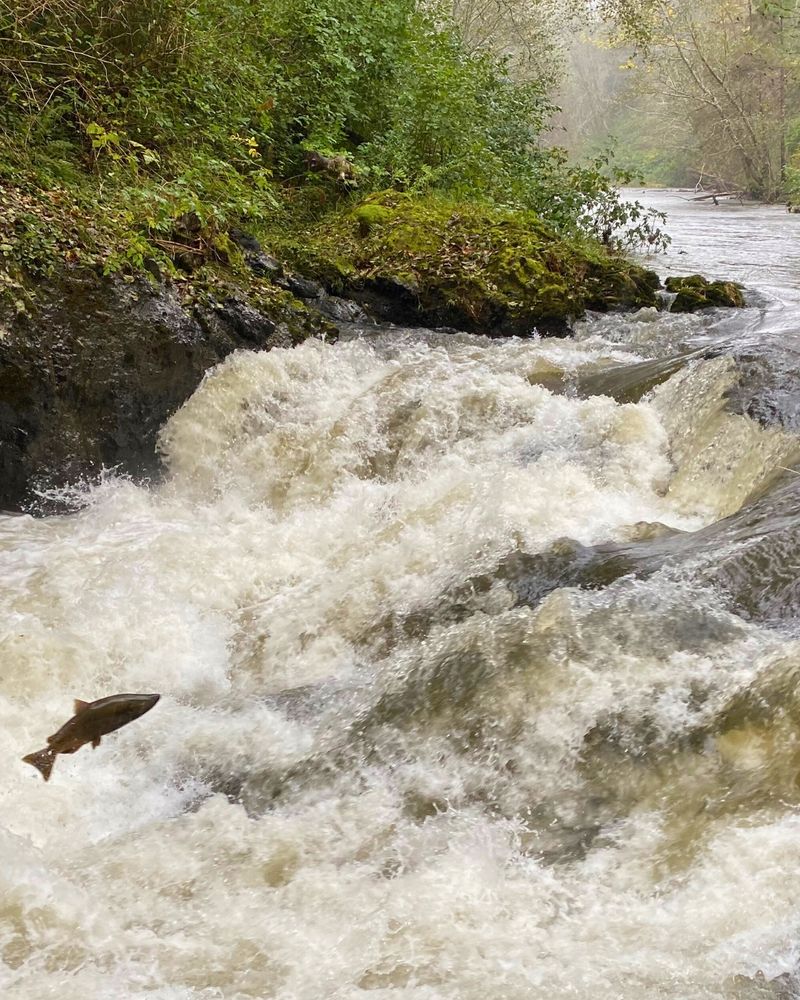 Salmon leaping from rapid moving water on its way upstream