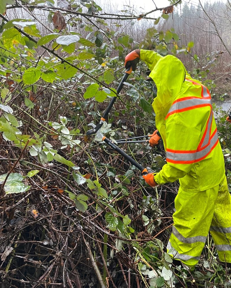 A member of the 10,000 Years Institute trail crew removing invasive plants near the Hoh River.