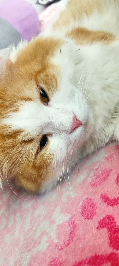 موکاااااا😻