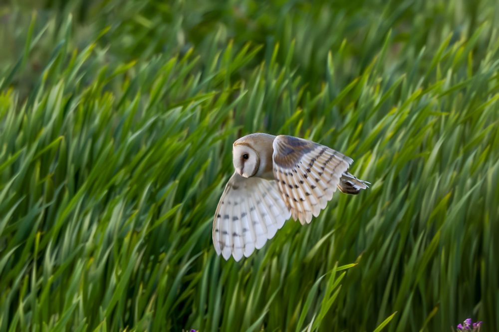 Barn owl flying over long grass