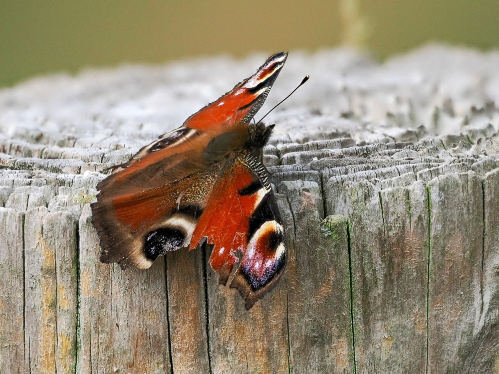 Peacock Butterfly with damaged wing, on a wooden post