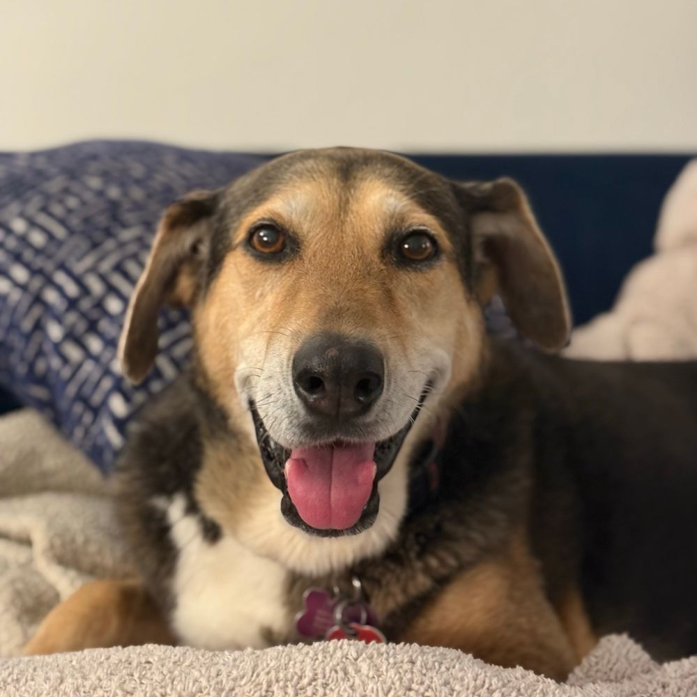 Beautiful brown hound with tongue out