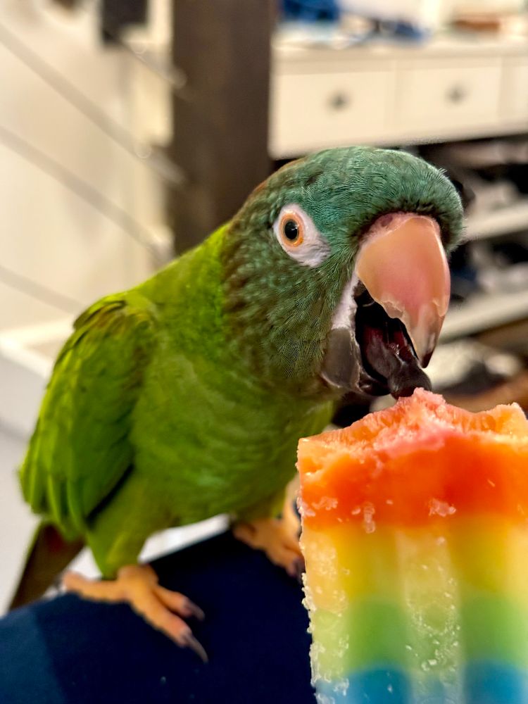 Green parrot licking rainbow popsicle