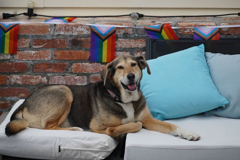 Lucy the hound with pride flags