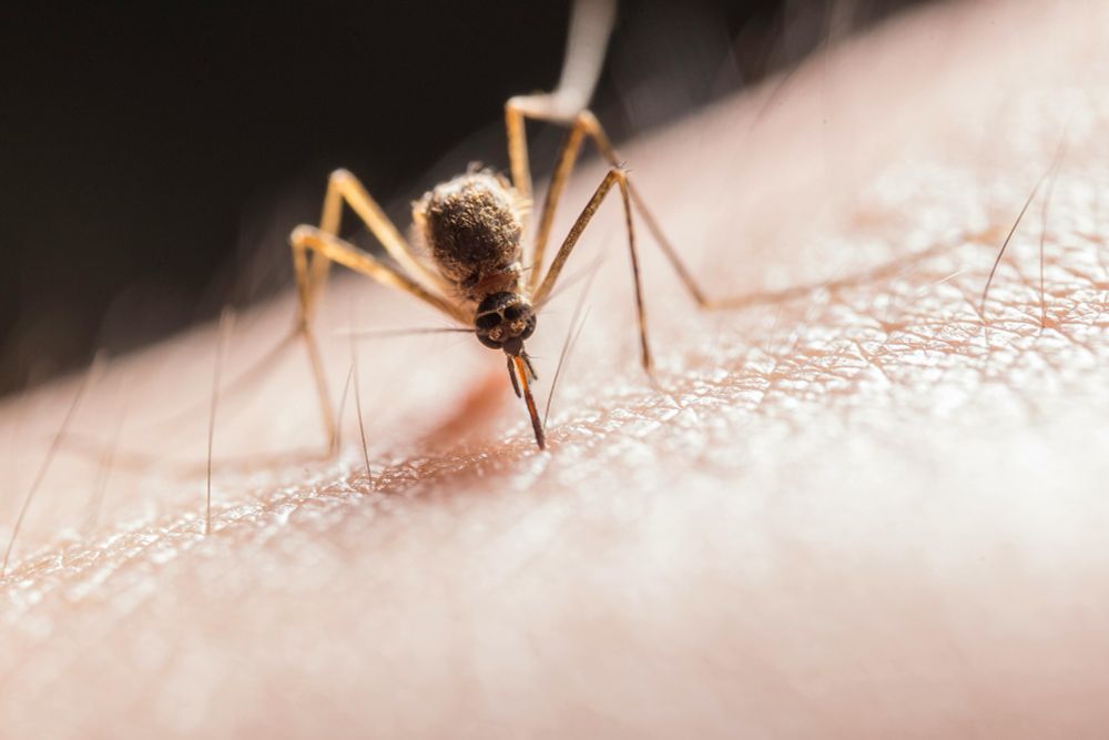 Malaria-Impfung zeigt große Erfolge: Wird Millionen Menschenleben retten