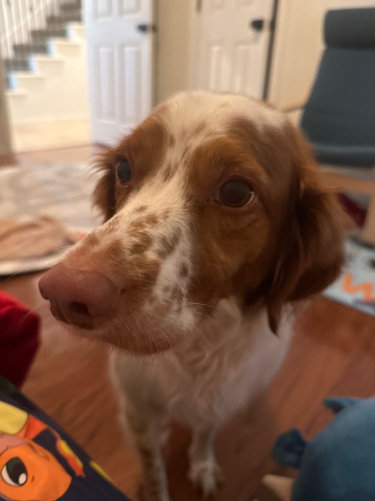 A photo of a Brittany. She’s a good dog. She is fluffy with big brown eyes, a pink nose, white fur with two big brown patches where her ears and eyes are. She has little brown spots on her nose. 
